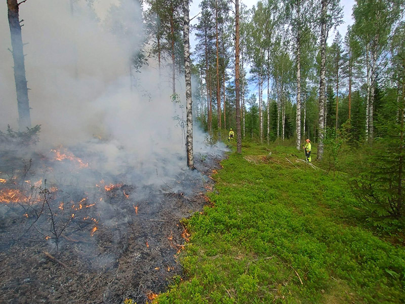 Kaksi henkilöä polttaa metsää.