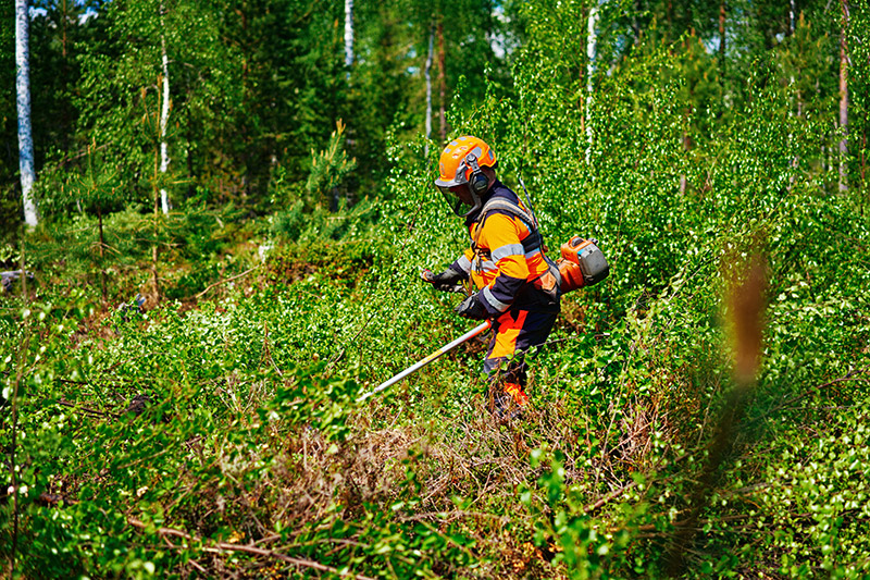 Henkilöllä on päällään työ- ja turvavarusteet ja hän raivaa raivaussahalla pusikkoa.