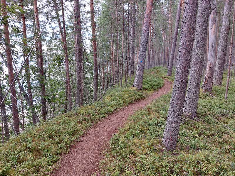 Polku rinteen reunalla männikössä kesällä.