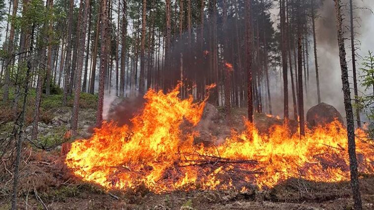 Metsänpohja palaa mäntymetsässä.