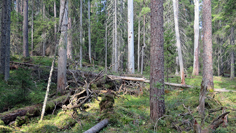 Metsässä kasvaa isoja mäntyjä ja kuusia. Maahan on kaatunut muutamia isoja puita.