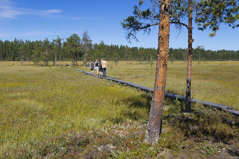 Neljä henkilöä kävelee pitkoksia pitkin suolla aurinkoisena kesäpäivänä.