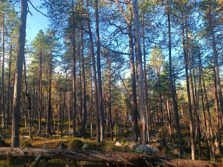 Rinteessä sijaitseva vanha metsä, jota aurinko kultaa. Etualalla iso maapuu.