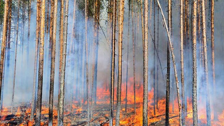 Metsänpohja on tulessa. Metsässä on kapea runkoisia mäntyjä.