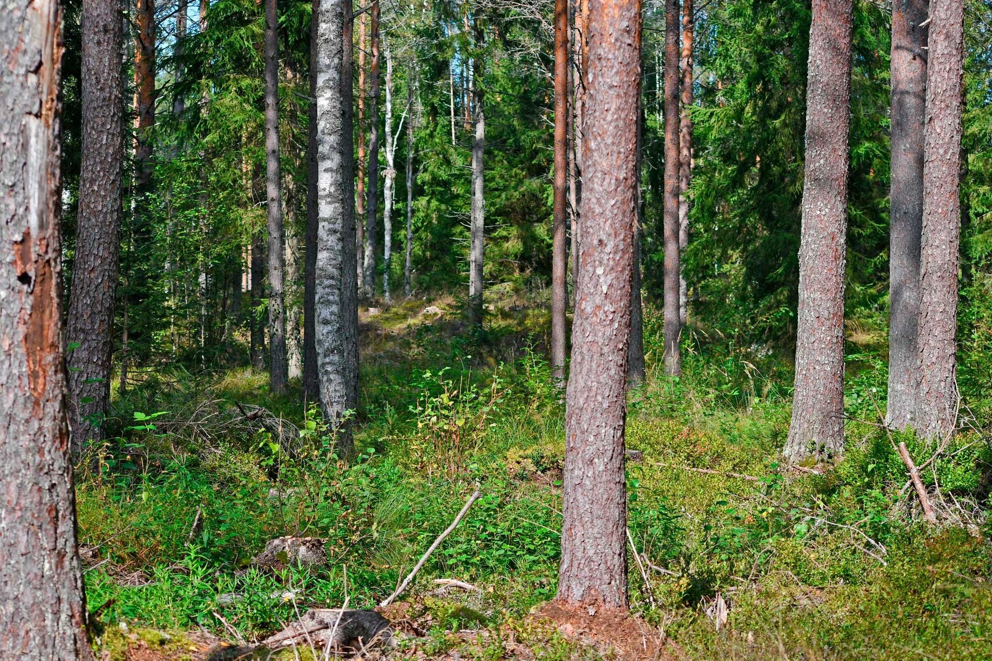 Monikäyttömetsää, jossa näkyy eri puulajeja.