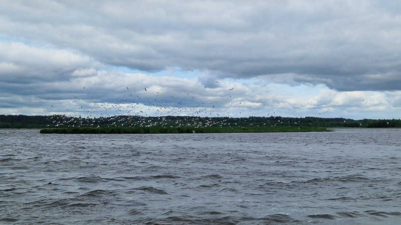 Pieni saari, jonka yllä lentää iso lokkiparvi.