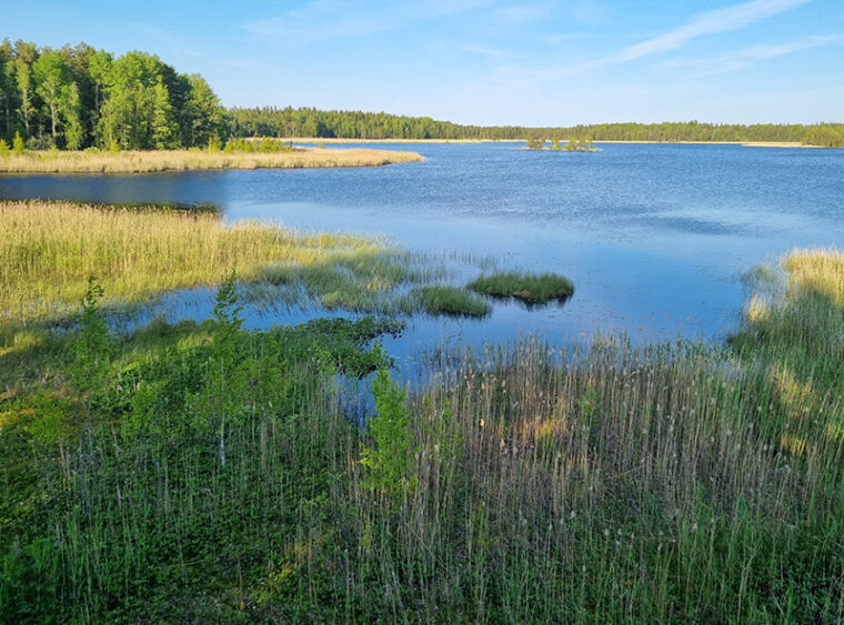 Kes&auml;inen maisema j&auml;rvelle, jonka rannalla on ruovikkoa ja mets&auml;&auml;.