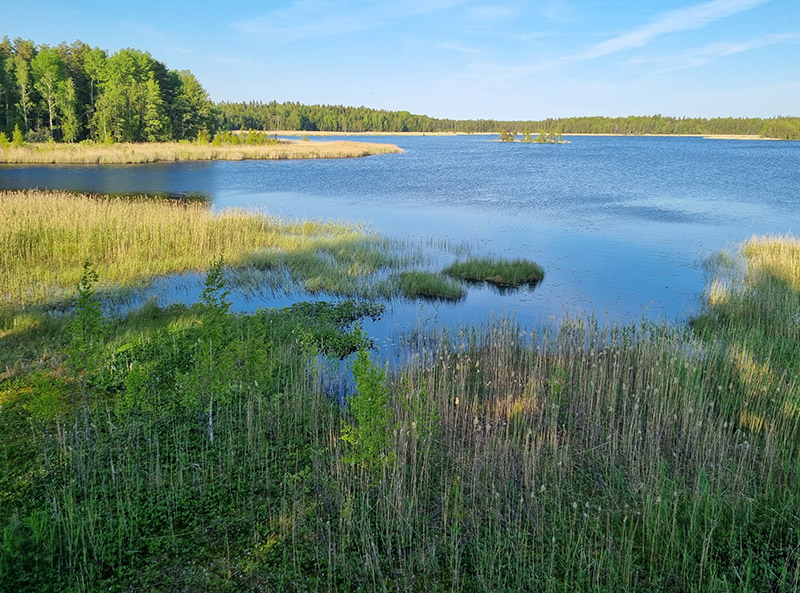 Kesäinen maisema järvelle, jonka rannalla on ruovikkoa ja metsää.