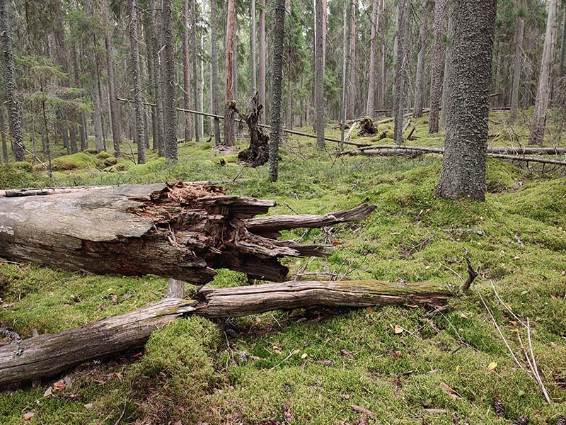 Metsässä on runsaasti kaatuneita ja vielä pystyssä olevia lahopuita. Metsän pohja on sammaleen peitossa.