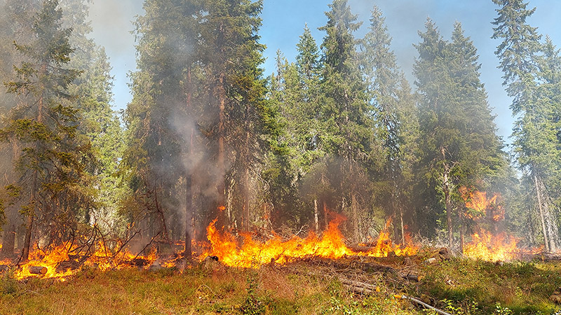 Metsänpohja palaa ja liekit nuolevat pystyssä olevia puita.