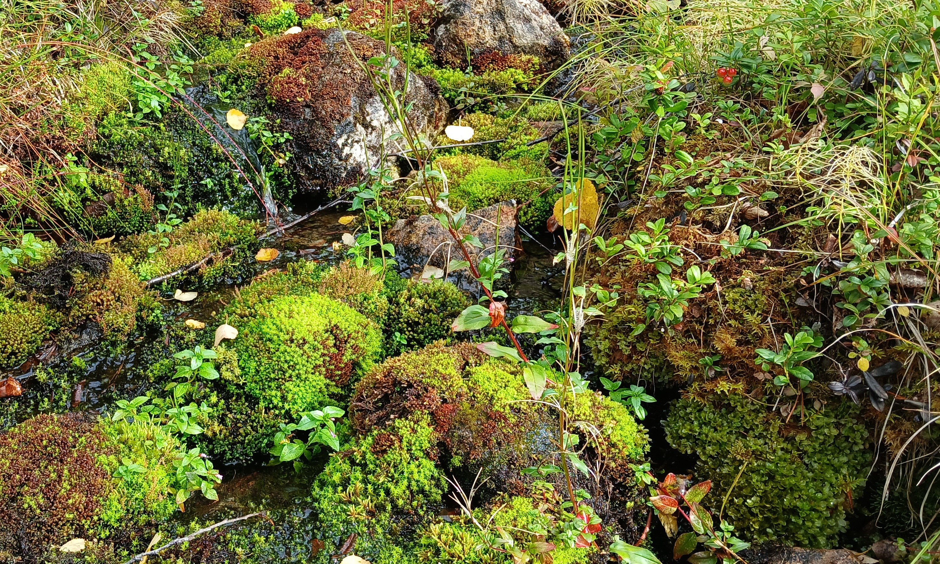 Puronvarsikasvillisuutta, kuten Purosammalia, ruoholajeista lehtokorte ja pohjanhorsma. 