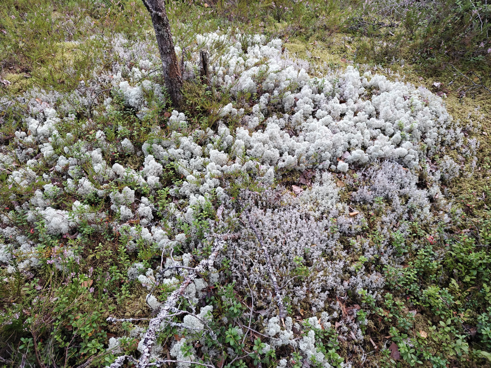 Paljon jäkälää maassa.