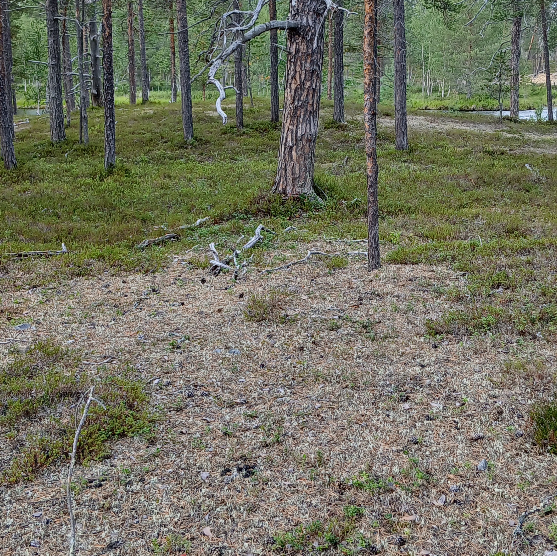 Matalaa jäkälikköä luonnonmetsässä.