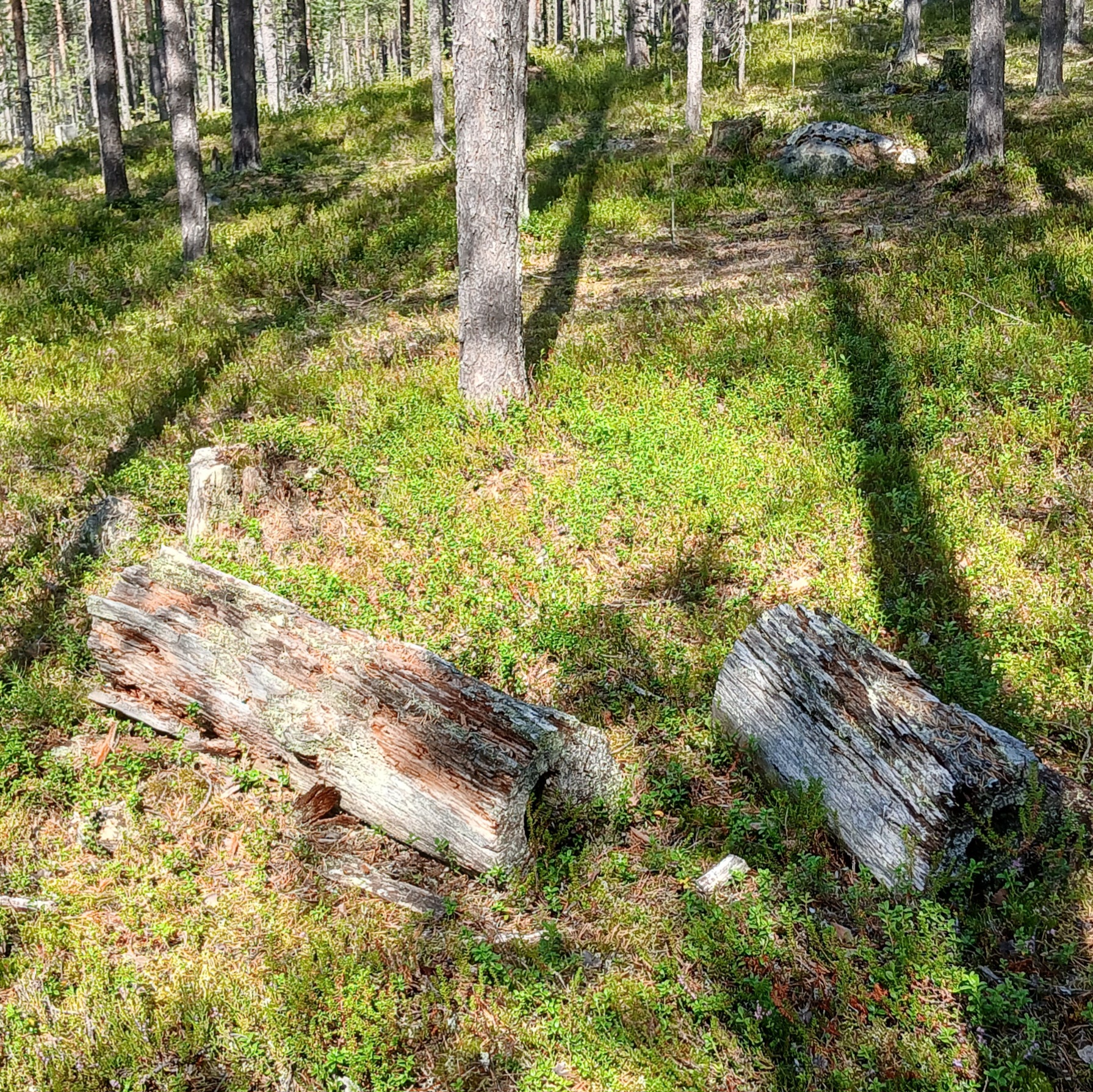 Keloutuneita lumppeja metsässä.