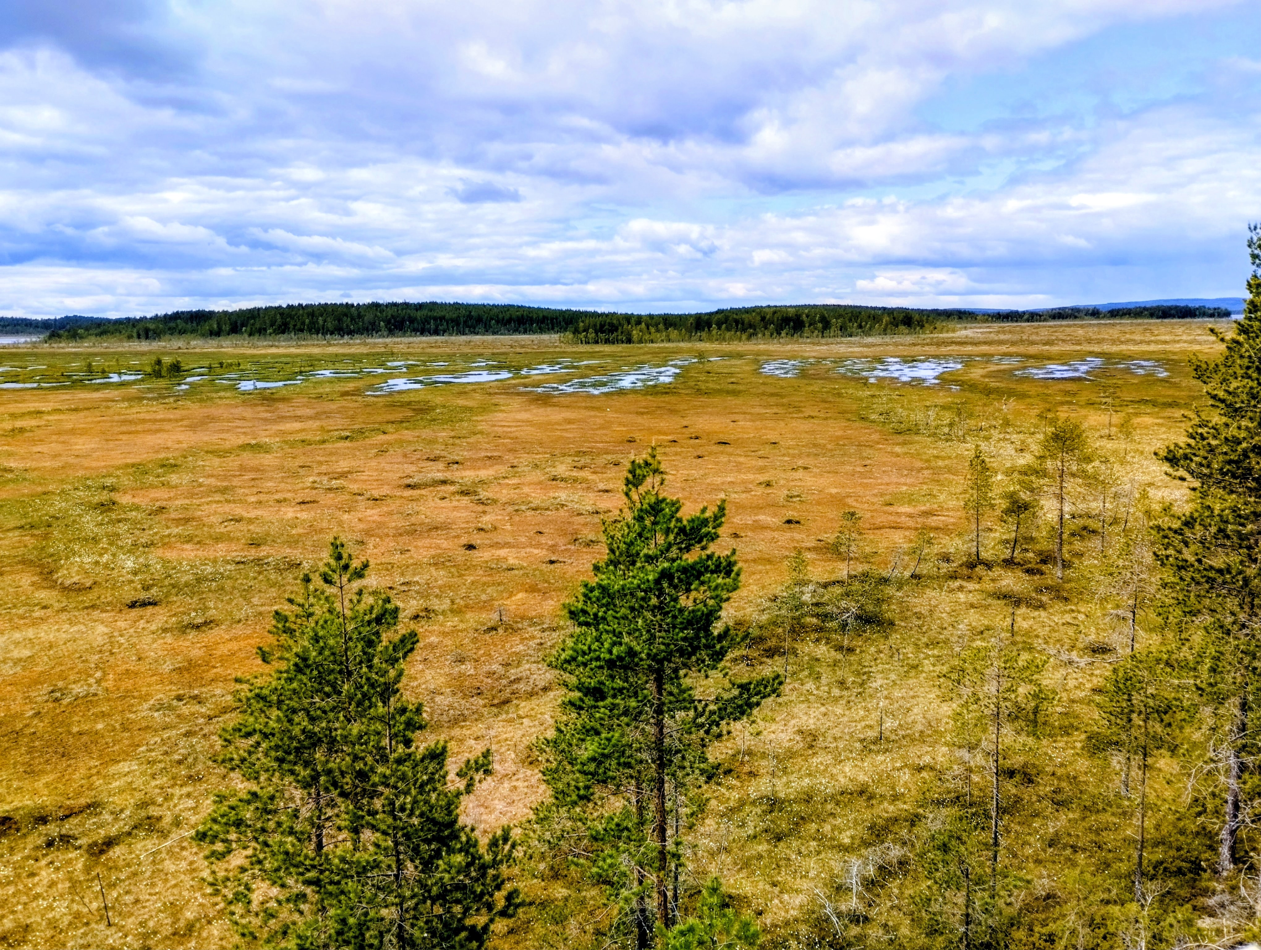 Oranssia suoaluetta, taustalla siintää vaaroja.
