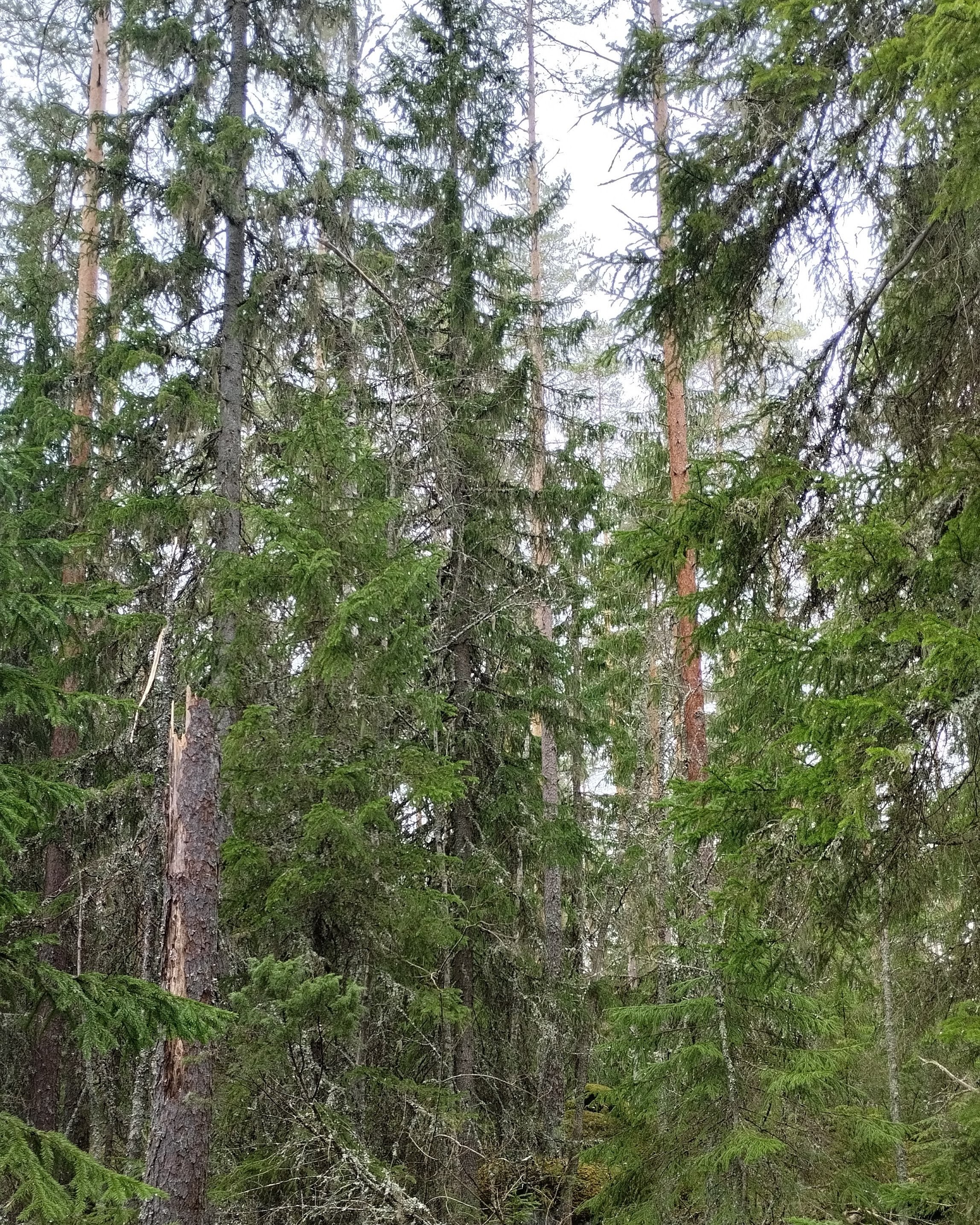 Tiheä kuusialikasvos varttuneen männikön alla.