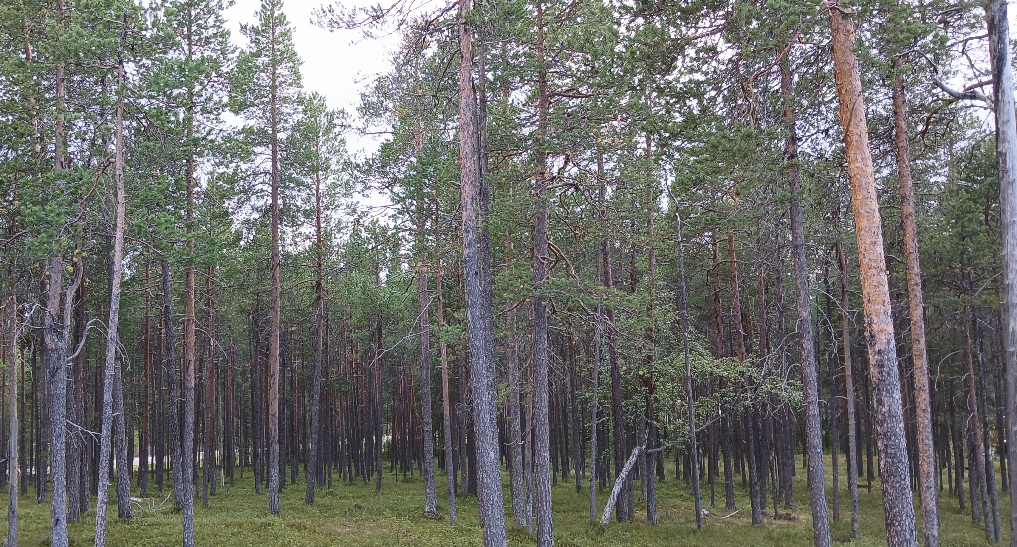 Siisti männikkö Lapissa.