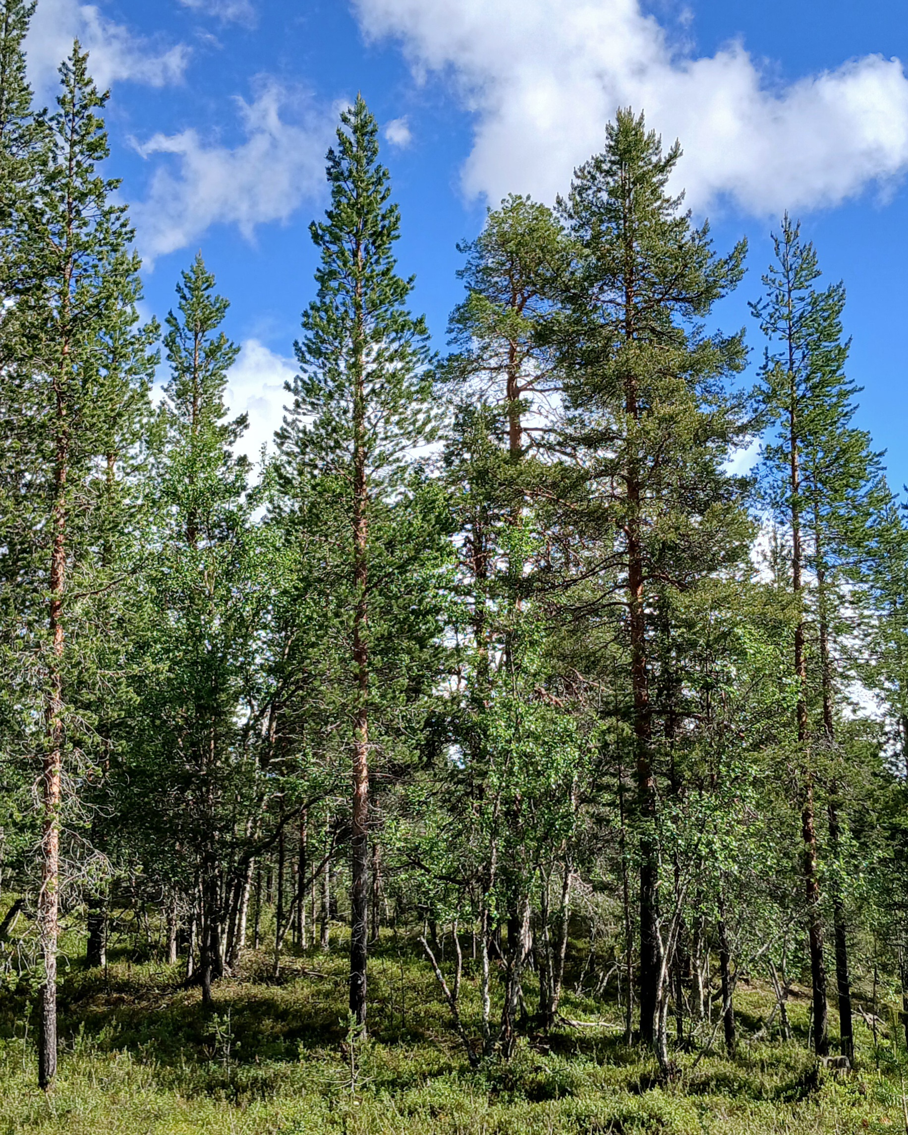 Nuorta kasvatusmetsää Inarissa.