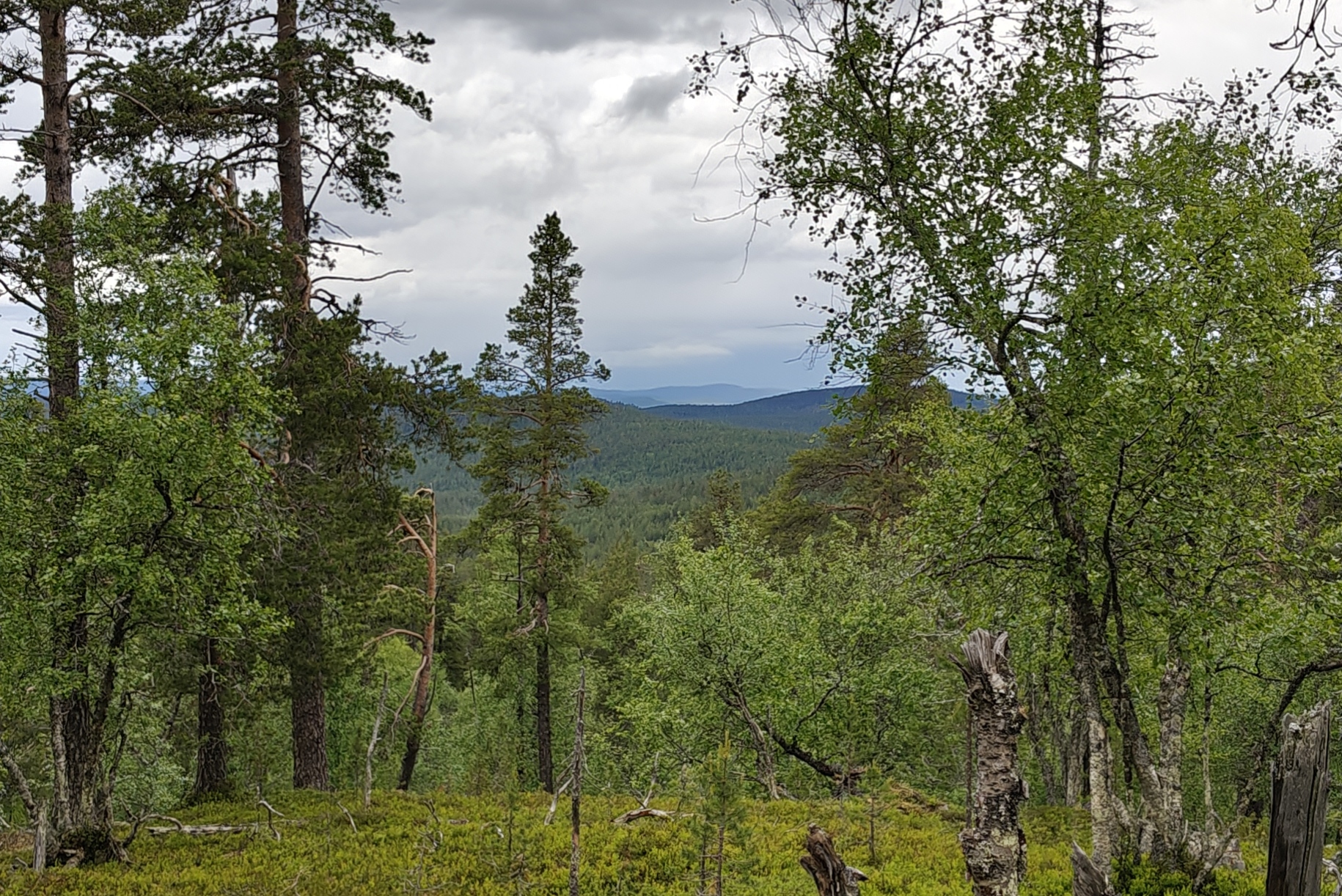 Korkealla metsässä Inarissa. Etualalla puustoa, takana siintää tuntureita.