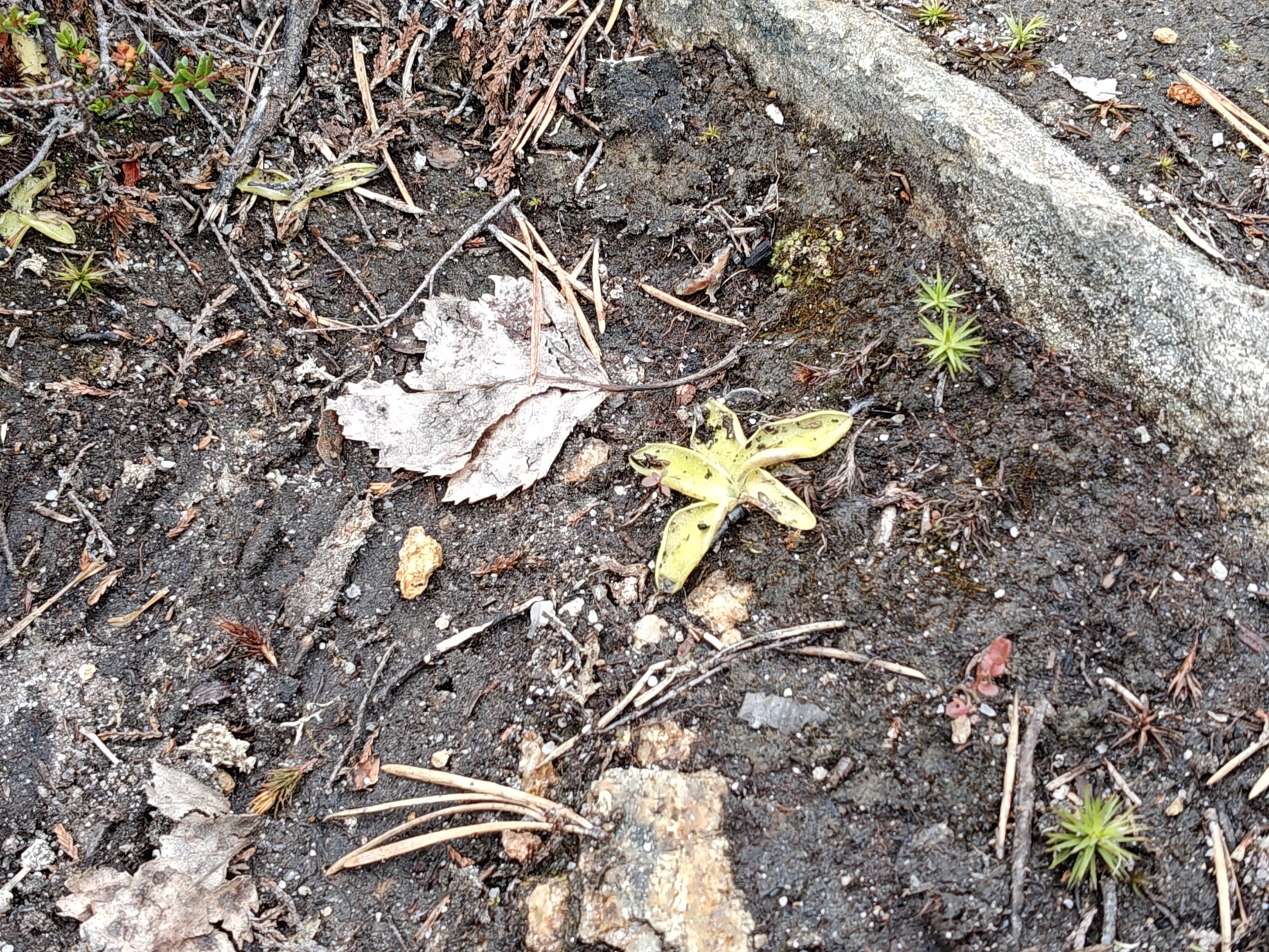 Lihansyöjä siniyökönlehti ajouralla.