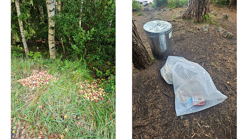 Metsään kipattuja omenoita sekä tuhka-astia ja roskasäkki.