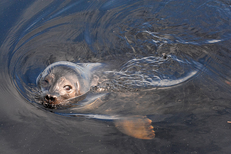 Saimaa ringed seal swimming.
