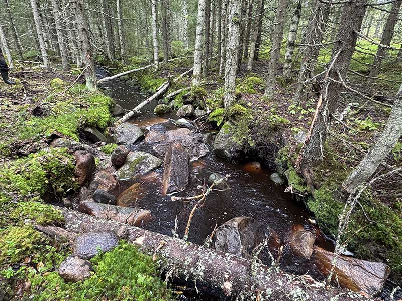 Suoraksi kaivetussa purossa on suuria kiviä ja puunrunkoja hidastamassa veden virtausta. Puron reunoilla kasvaa sekametsää.