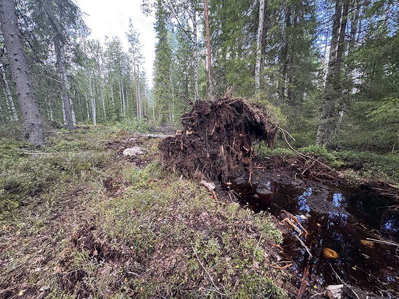 Suuri puu juurakkoineen on kaadettu tukkimaan suo-ojaa.