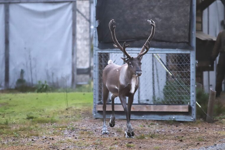 Mets&auml;peurahirvas k&auml;velee ulos aitauksen portista.