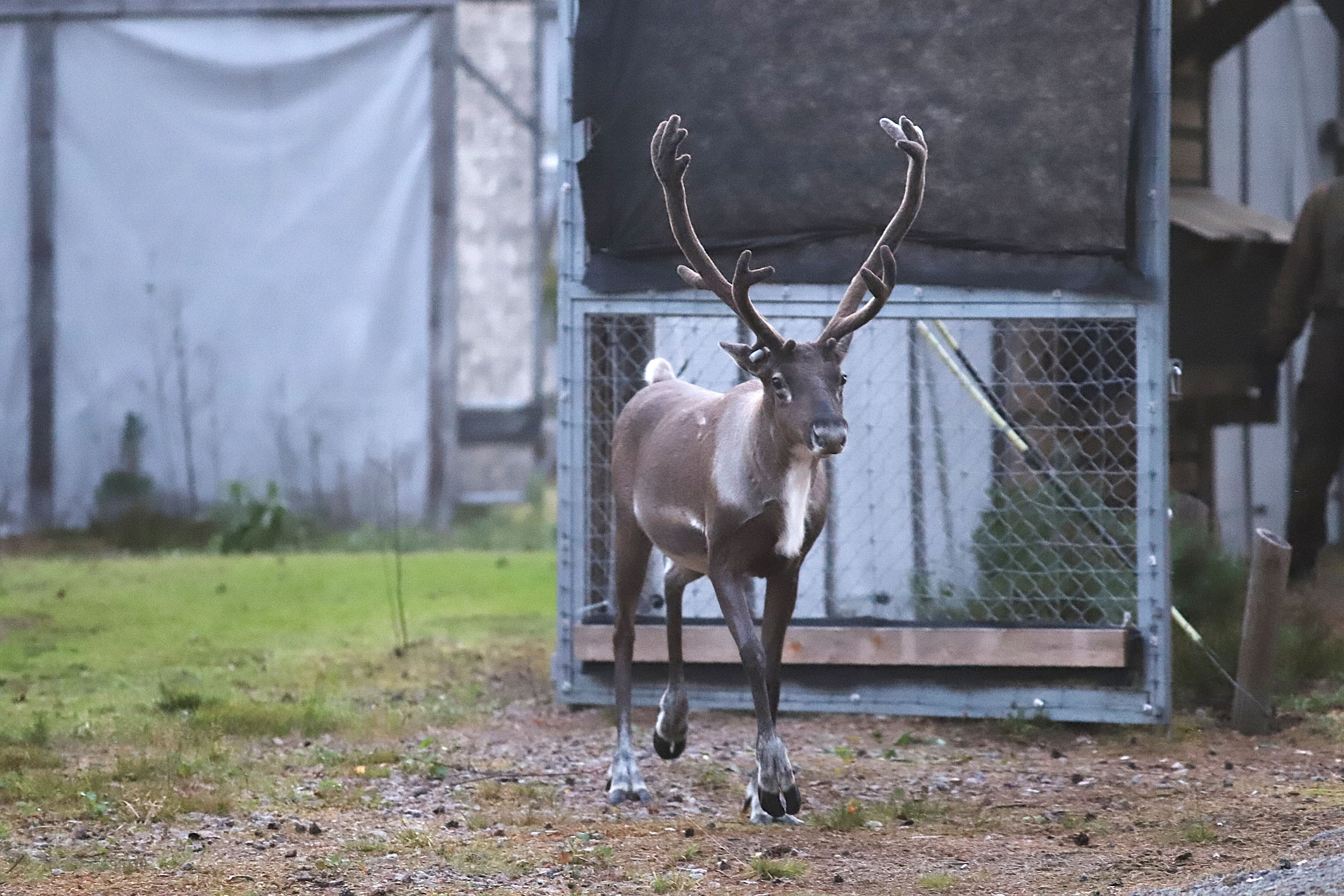 Metsäpeurahirvas kävelee ulos aitauksen portista.