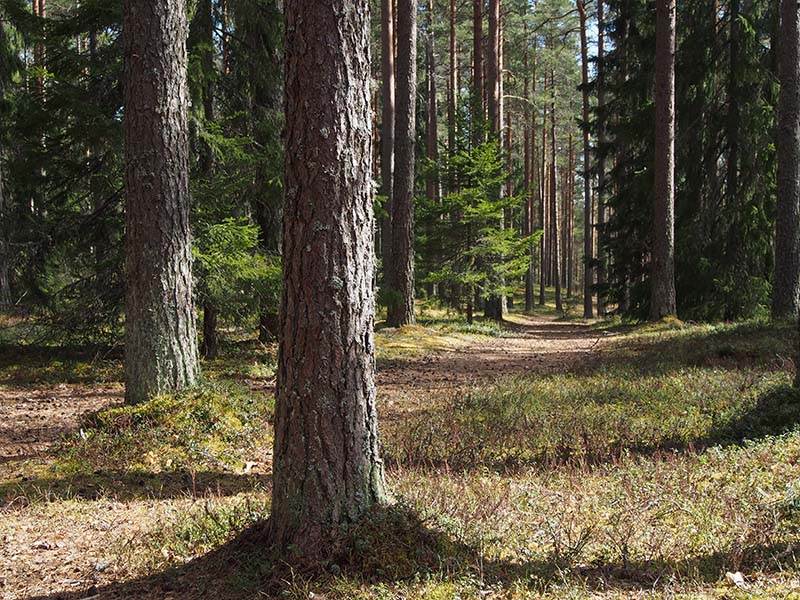 Polku kuivassa kangasmetsässä.
