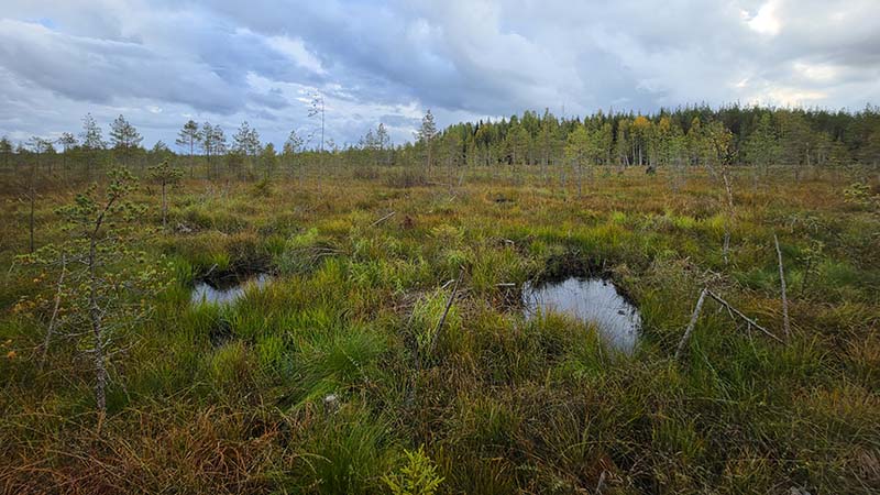 Suomaisema. Etualalla kaksi pientä vesialaa. Suo rajautuu metsään.