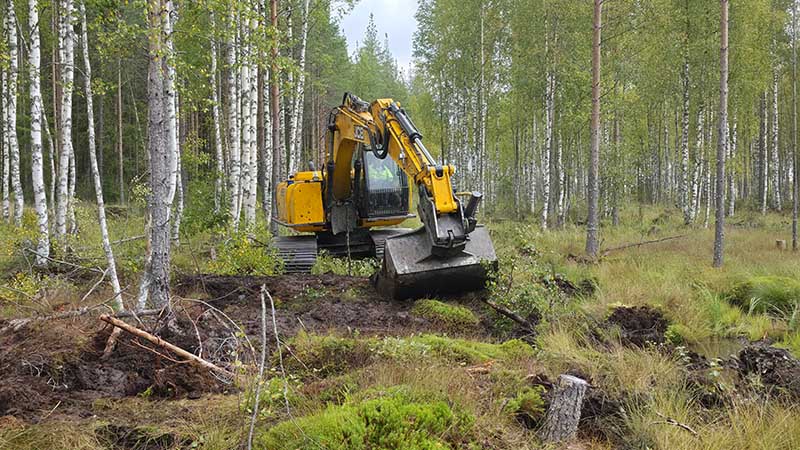 Kaivinkone on täyttämässä ojaa koivujen keskellä.