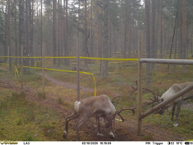 Kaksi metsäpeurahirvasta puskee toisiaan verkkoaidan läpi.