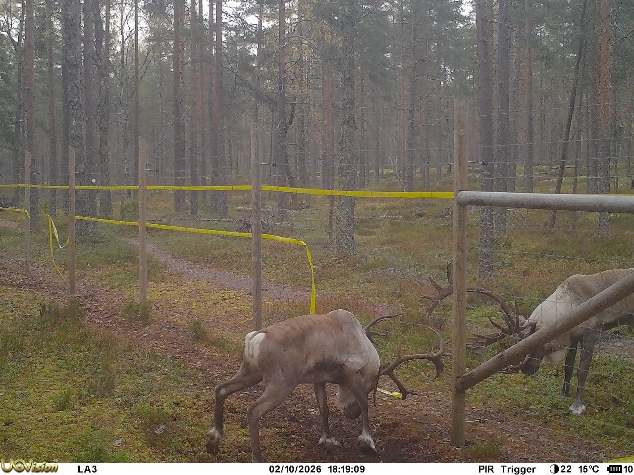 Kaksi metsäpeurahirvasta puskee toisiaan verkkoaidan läpi.