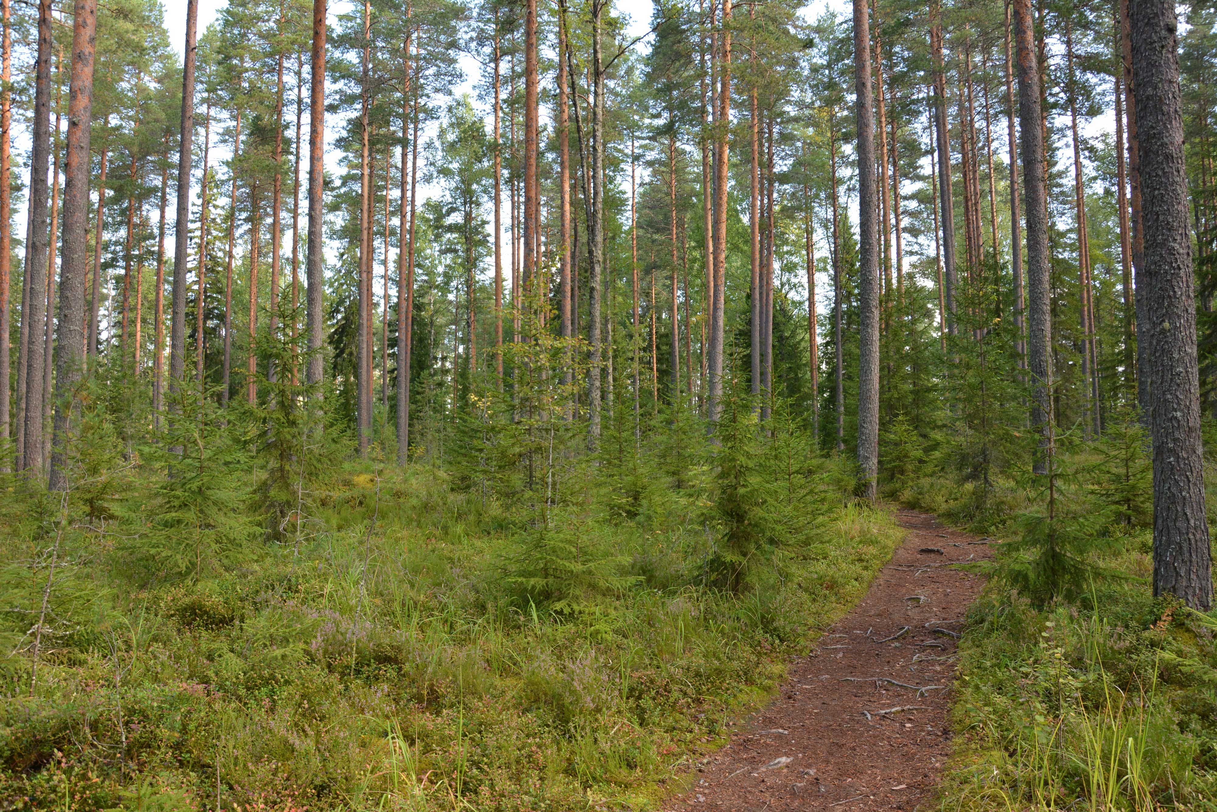 Mäntyvaltaista varttunutta metsää, vähän kuusialikasvosta ja polku kulkee metsän läpi.