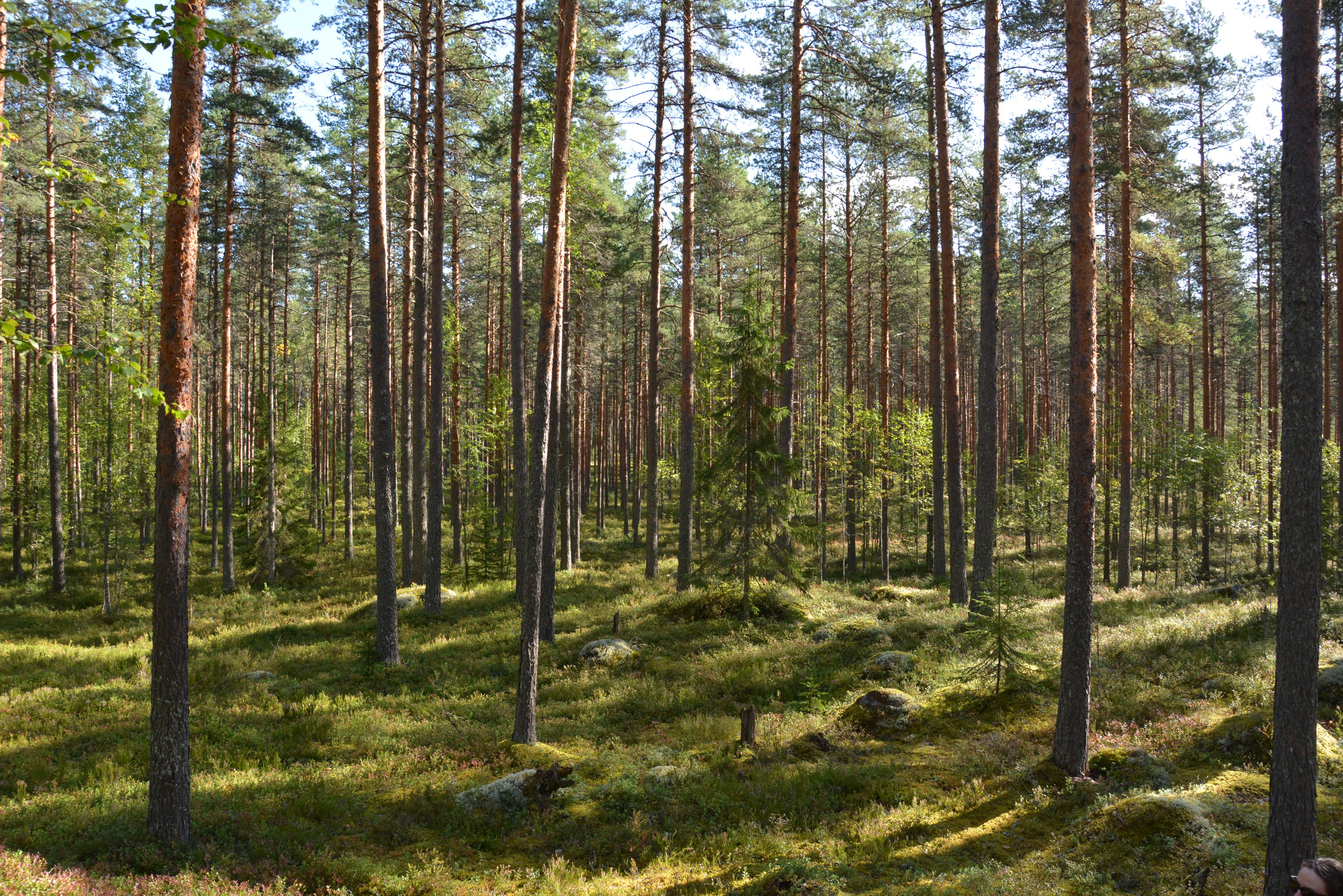 Mäntyvaltaista metsää kesällä ja vähän alikasvoksena koivua ja kuusta.