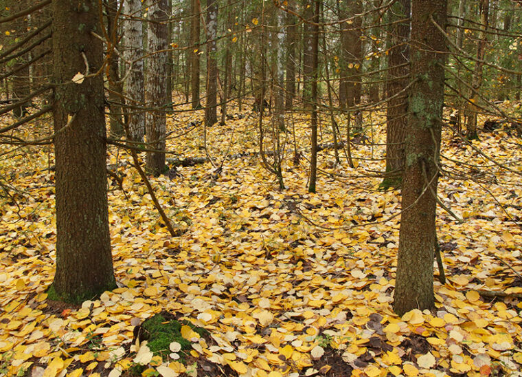 Metsä, jonka pohjalle on tippunut paljon keltaisia haavanlehtiä.
