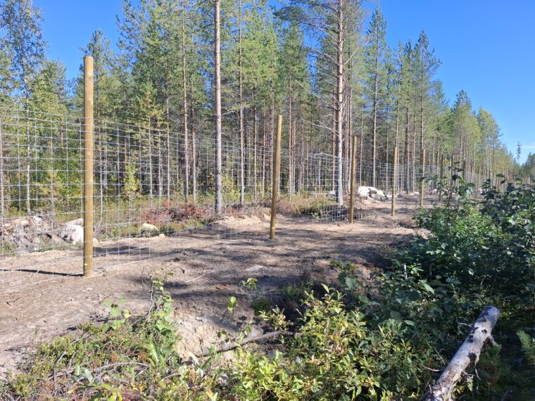 Verkkoaita mäntymetsässä.