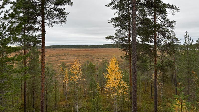 Puiden takaa avautuu suomaisema.