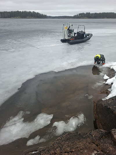 Sulanutta poikaspesää jään reunalla tutkimassa. Taustalla kelirikkoalus.