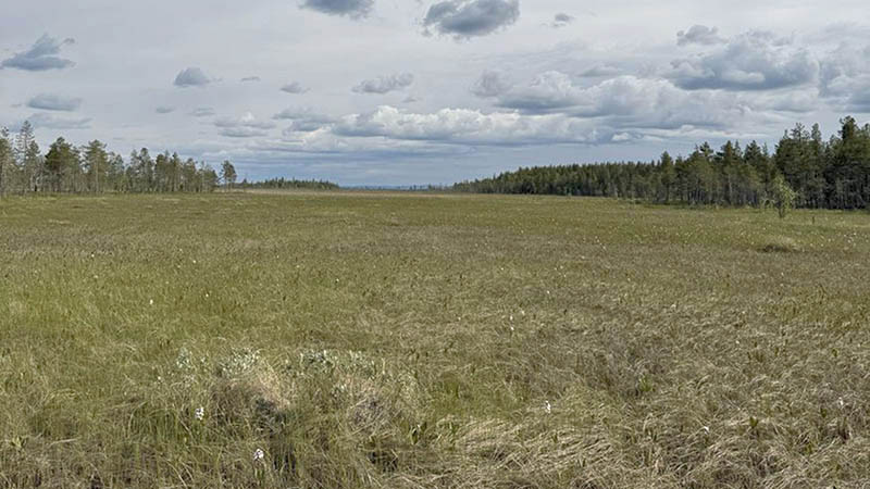 Suomaisemaa reunustavat metsät.
